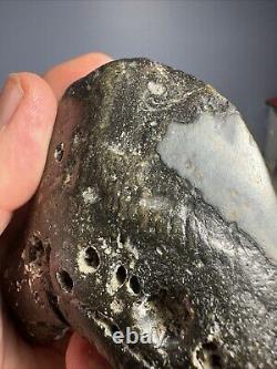 Megalodon Shark Tooth Fossil 4X 3.5