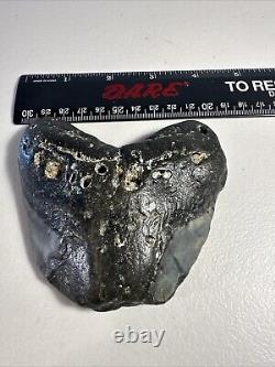 Megalodon Shark Tooth Fossil 4X 3.5