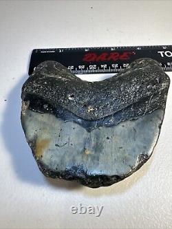 Megalodon Shark Tooth Fossil 4X 3.5