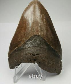 Megalodon Shark Tooth Fossil, 4.10, No Restoration or repair, Giant tooth