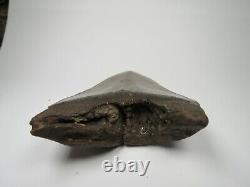 Megalodon Shark Tooth Fossil, 4.10, No Restoration or repair, Giant tooth