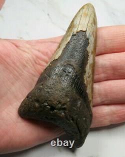 Megalodon Shark Tooth Fossil, 4 1/16, Unusaul Shape, No Restoration or repair