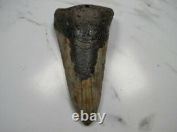 Megalodon Shark Tooth Fossil, 4 1/16, Unusaul Shape, No Restoration or repair