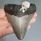 Megalodon Shark Tooth Fossil, 4 1/8, No Restoration, Giant Huge Tooth
