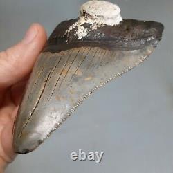 Megalodon Shark Tooth Fossil, 4 1/8, No Restoration, Giant Huge Tooth