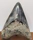 Megalodon Shark Tooth Fossil 4.46'', Rare Colors And Pattern, No Repair/resto