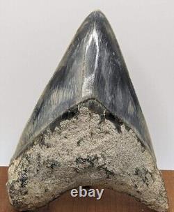 Megalodon Shark Tooth Fossil 4.46'', RARE Colors and Pattern, NO Repair/Resto