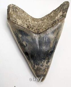 Megalodon Shark Tooth Fossil 4.46'', RARE Colors and Pattern, NO Repair/Resto