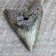 Megalodon Shark Tooth Fossil 4.57 Serrated Natural Real Blue Grey Meg Tooth