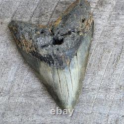 Megalodon Shark Tooth Fossil 4.57 Serrated Natural Real Blue Grey Meg Tooth