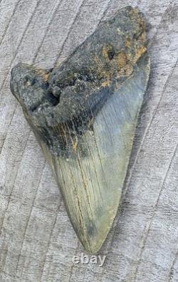 Megalodon Shark Tooth Fossil 4.57 Serrated Natural Real Blue Grey Meg Tooth