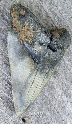 Megalodon Shark Tooth Fossil 4.57 Serrated Natural Real Blue Grey Meg Tooth