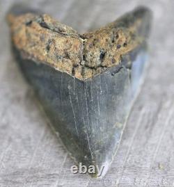 Megalodon Shark Tooth Fossil 4.57 Serrated Natural Real Blue Grey Meg Tooth