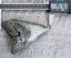 Megalodon Shark Tooth Fossil 4.57 Serrated Natural Real Blue Grey Meg Tooth