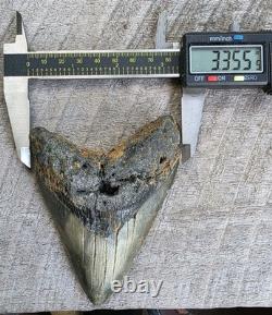Megalodon Shark Tooth Fossil 4.57 Serrated Natural Real Blue Grey Meg Tooth