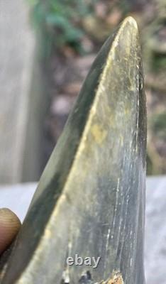 Megalodon Shark Tooth Fossil 4.57 Serrated Natural Real Blue Grey Meg Tooth