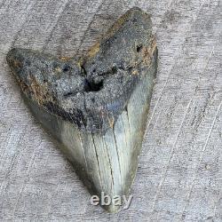 Megalodon Shark Tooth Fossil 4.57 Serrated Natural Real Blue Grey Meg Tooth