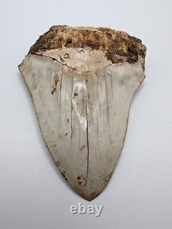 Megalodon Shark Tooth Fossil 4 Meg Tooth, AUTHENTIC FOSSIL