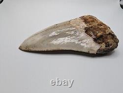 Megalodon Shark Tooth Fossil 4 Meg Tooth, AUTHENTIC FOSSIL