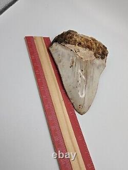 Megalodon Shark Tooth Fossil 4 Meg Tooth, AUTHENTIC FOSSIL