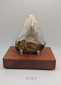 Megalodon Shark Tooth Fossil 4 Meg Tooth with Display Stand