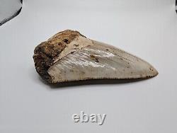 Megalodon Shark Tooth Fossil 4 Meg Tooth with Display Stand