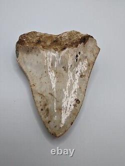Megalodon Shark Tooth Fossil 4 Meg Tooth with Display Stand