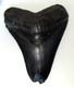 Megalodon Shark Tooth Fossil 5.15 Wt. 9.2 Oz. Has Berlet, Nice Black Finish
