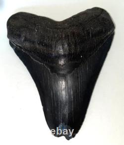 Megalodon Shark Tooth Fossil 5.15 Wt. 9.2 oz. Has Berlet, Nice Black Finish