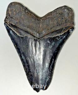 Megalodon Shark Tooth Fossil 5.15 Wt. 9.2 oz. Has Berlet, Nice Black Finish
