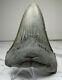 Megalodon Shark Tooth Fossil, 5 1/16 Inches! No Restoration Or Repair