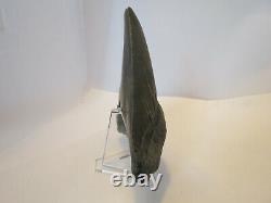 Megalodon Shark Tooth Fossil, 5 1/16 inches! No Restoration or repair