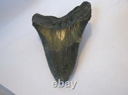 Megalodon Shark Tooth Fossil, 5 1/16 inches! No Restoration or repair