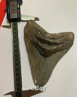 Megalodon Shark Tooth Fossil 5.913 inch HUGE TOOTH! SALE! Near 6 inches! RARE