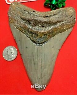 Megalodon Shark Tooth Fossil 5.913 inch HUGE TOOTH! SALE! Near 6 inches! RARE