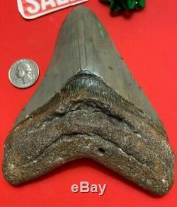 Megalodon Shark Tooth Fossil 5.913 inch HUGE TOOTH! SALE! Near 6 inches! RARE