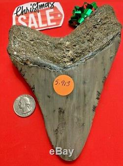 Megalodon Shark Tooth Fossil 5.913 inch HUGE TOOTH! SALE! Near 6 inches! RARE