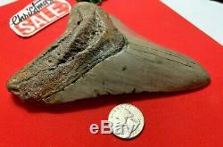 Megalodon Shark Tooth Fossil 5.913 inch HUGE TOOTH! SALE! Near 6 inches! RARE