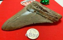 Megalodon Shark Tooth Fossil 5.913 inch HUGE TOOTH! SALE! Near 6 inches! RARE