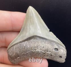 Megalodon Shark Tooth Fossil All Natural No Repair Southwest Florida 2.5 Megalodon Shark Tooth Fossil All Natural No Repair Southwest Florida 2.5