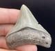 Megalodon Shark Tooth Fossil All Natural No Repair Southwest Florida 2.5