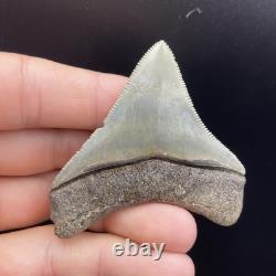 Megalodon Shark Tooth Fossil All Natural No Repair Southwest Florida 2.5