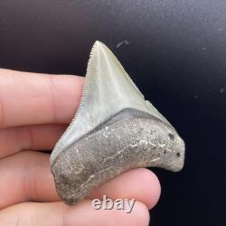 Megalodon Shark Tooth Fossil All Natural No Repair Southwest Florida 2.5
