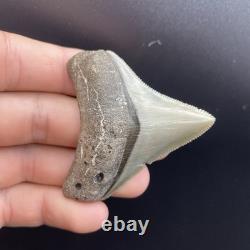 Megalodon Shark Tooth Fossil All Natural No Repair Southwest Florida 2.5