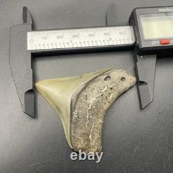 Megalodon Shark Tooth Fossil All Natural No Repair Southwest Florida 2.5