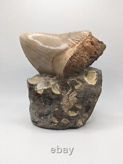 Megalodon Shark Tooth Fossil Display Set In Matrix, 5.26 Meg