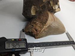 Megalodon Shark Tooth Fossil Display Set In Matrix, 5.26 Meg