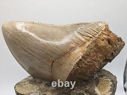 Megalodon Shark Tooth Fossil Display Set In Matrix, 5.26 Meg