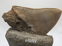 Megalodon Shark Tooth Fossil Display Set In Matrix, 5.26 Meg