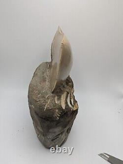 Megalodon Shark Tooth Fossil Display Set In Matrix, 5.26 Meg